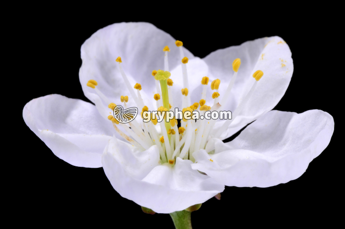 Cerisier - Fleur épanouie  - gryphea.com